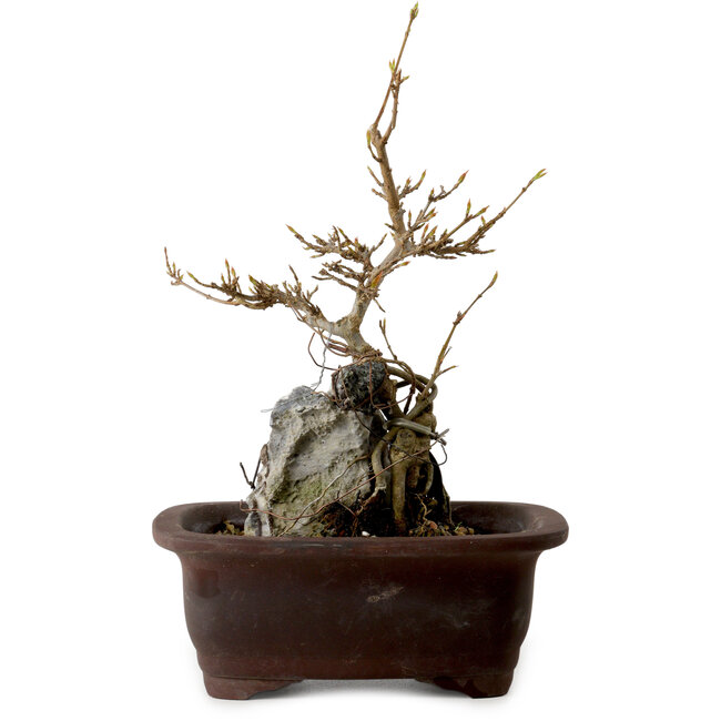 Acer buergerianum, 25 cm, ± 10 Jahre alt