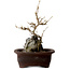Acer buergerianum, 25 cm, ± 10 jaar oud