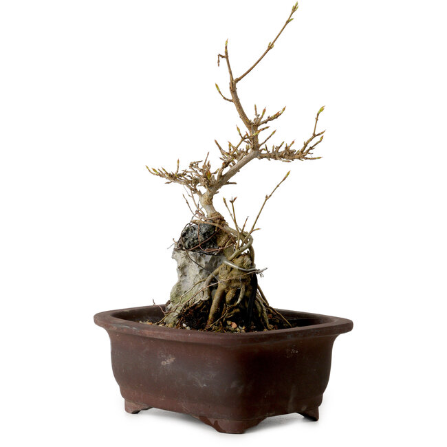 Acer buergerianum, 25 cm, ± 10 Jahre alt