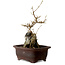 Acer buergerianum, 25 cm, ± 10 years old