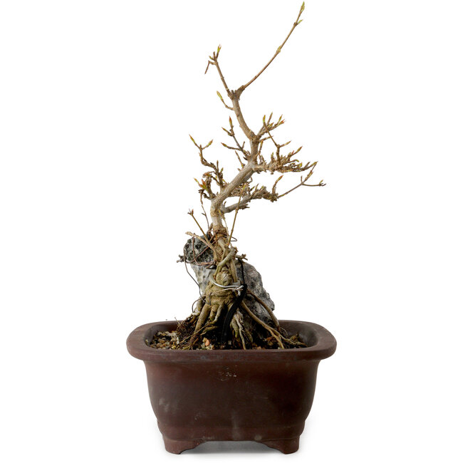 Acer palmatum, 25 cm, ± 10 años de edad