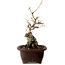 Acer buergerianum, 25 cm, ± 10 Jahre alt