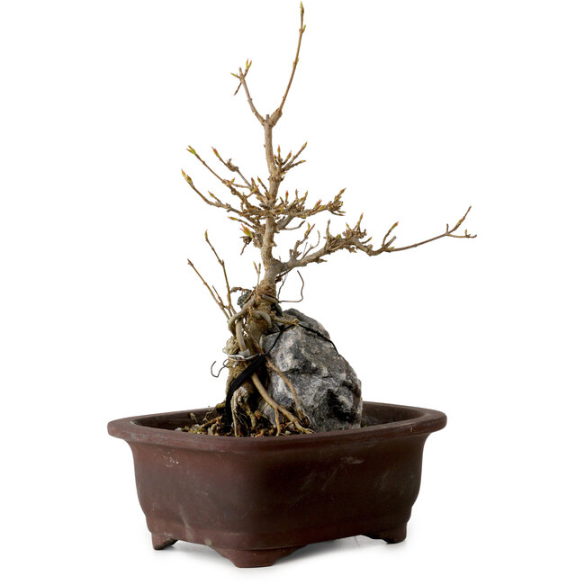 Acer buergerianum, 25 cm, ± 10 Jahre alt
