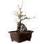 Acer buergerianum, 25 cm, ± 10 Jahre alt