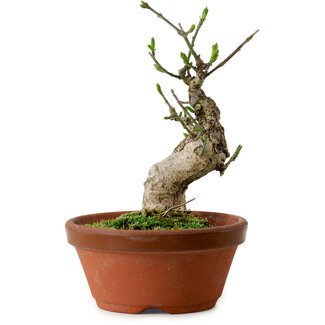 Euonymus sieboldianus, 13 cm, ± 12 Jahre alt