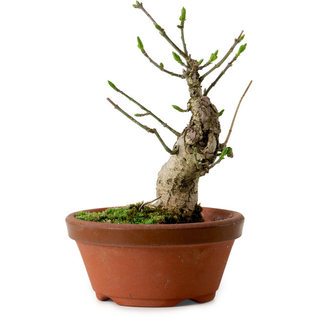 Euonymus sieboldianus, 13 cm, ± 12 Jahre alt, mit einem Nebari von 4,5 cm