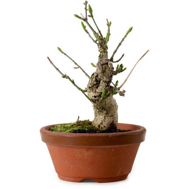 Euonymus sieboldianus, 13 cm, ± 12 Jahre alt, mit einem Nebari von 4,5 cm