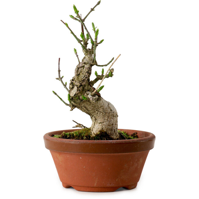 Euonymus sieboldianus, 13 cm, ± 12 Jahre alt, mit einem Nebari von 4,5 cm