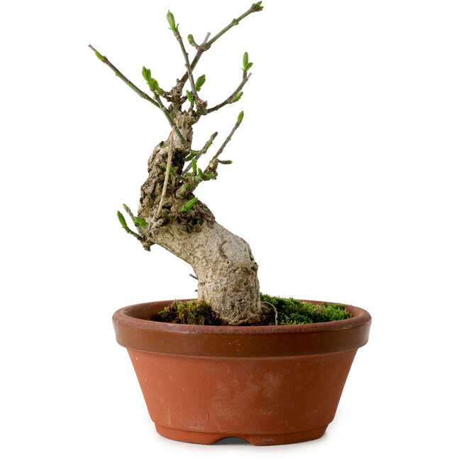 Euonymus sieboldianus, 13 cm, ± 12 Jahre alt, mit einem Nebari von 4,5 cm