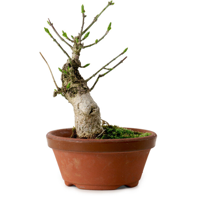 Euonymus sieboldianus, 13 cm, ± 12 Jahre alt, mit einem Nebari von 4,5 cm