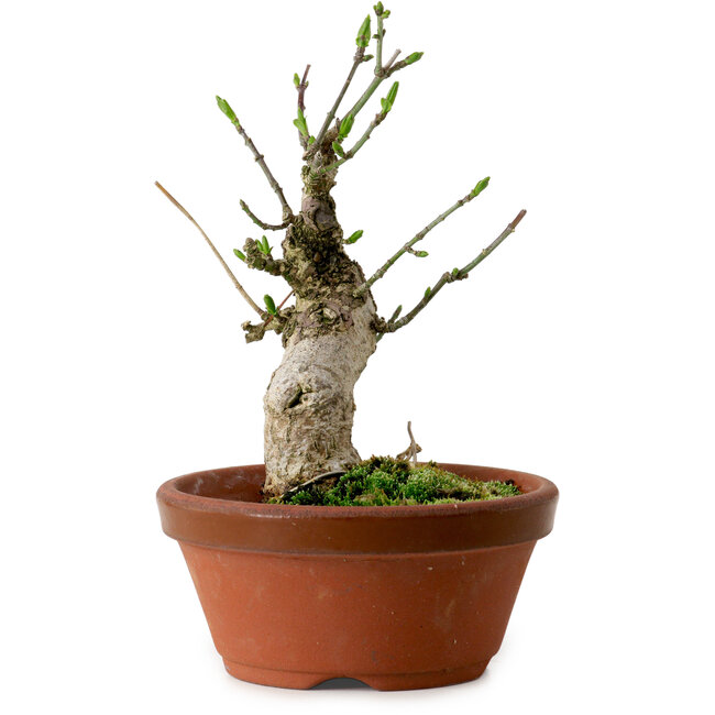 Euonymus sieboldianus, 13 cm, ± 12 años de edad, con un nebari de 4,5 cm.