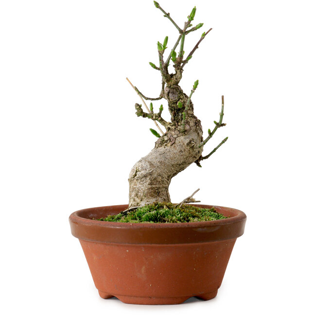 Euonymus sieboldianus, 13 cm, ± 12 Jahre alt, mit einem Nebari von 4,5 cm