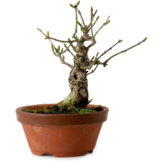 Euonymus sieboldianus, 12,5 cm, ± 12 years old