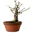 Euonymus sieboldianus, 12,5 cm, ± 12 Jahre alt, mit einem Nebari von 4 cm
