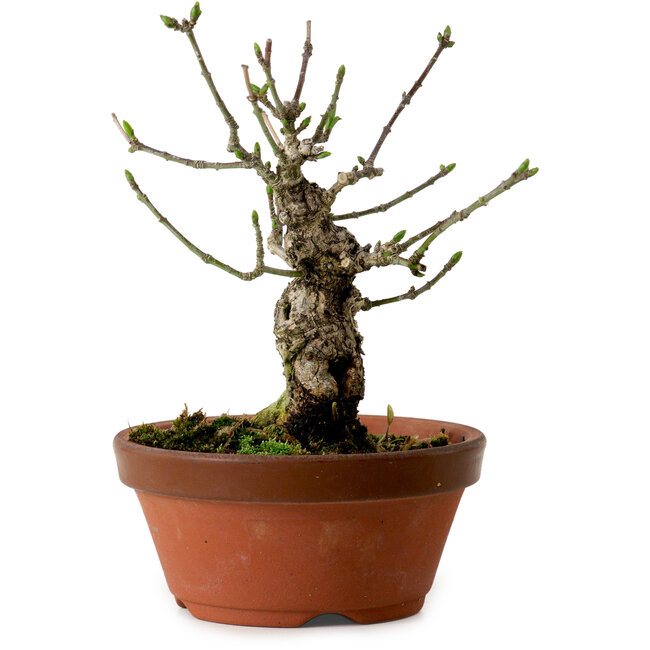 Euonymus sieboldianus, 12,5 cm, ± 12 Jahre alt, mit einem Nebari von 4 cm