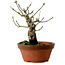 Euonymus sieboldianus, 12,5 cm, ± 12 Jahre alt, mit einem Nebari von 4 cm