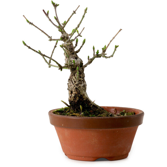 Euonymus sieboldianus, 12,5 cm, ± 12 Jahre alt, mit einem Nebari von 4 cm