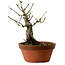 Euonymus sieboldianus, 12,5 cm, ± 12 Jahre alt, mit einem Nebari von 4 cm