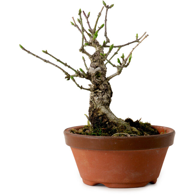 Euonymus sieboldianus, 12,5 cm, ± 12 años de edad, con un nebari de 4 cm.