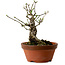 Euonymus sieboldianus, 12,5 cm, ± 12 Jahre alt, mit einem Nebari von 4 cm