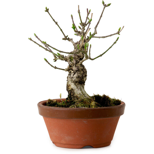 Euonymus sieboldianus, 12,5 cm, ± 12 años de edad, con un nebari de 4 cm.