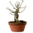 Euonymus sieboldianus, 12,5 cm, ± 12 Jahre alt, mit einem Nebari von 4 cm