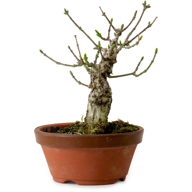 Euonymus sieboldianus, 12,5 cm, ± 12 Jahre alt, mit einem Nebari von 4 cm