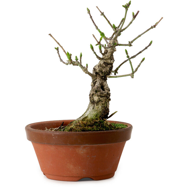 Euonymus sieboldianus, 12,5 cm, ± 12 Jahre alt, mit einem Nebari von 4 cm