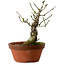 Euonymus sieboldianus, 12,5 cm, ± 12 Jahre alt, mit einem Nebari von 4 cm