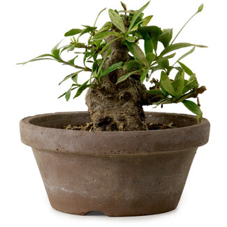 Gardenia jasminoides, 9 cm, ± 10 jaar oud