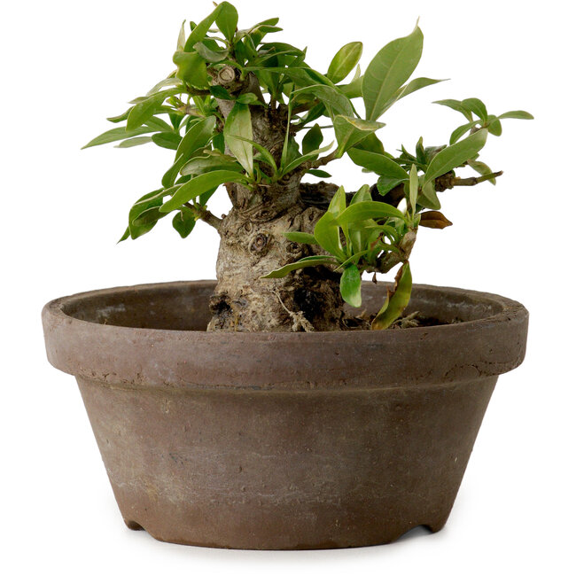 Gardenia jasminoides, 9 cm, ± 10 years old, with a nebari of 4,5 cm