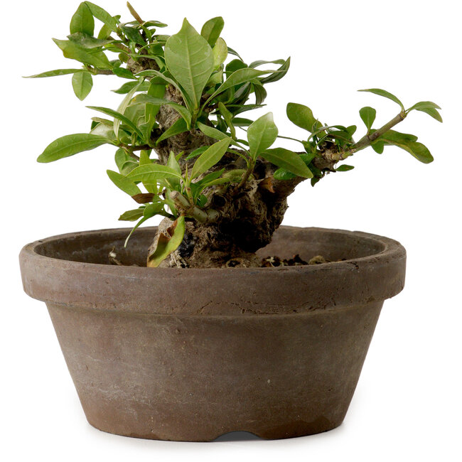 Gardenia jasminoides, 9 cm, ± 10 jaar oud, met een nebari van 4,5 cm