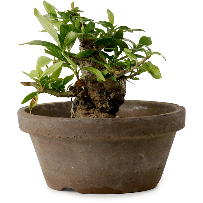 Gardenia jasminoides, 9 cm, ca. 10 Jahre alt, mit einem Wurzelhals von 4,5 cm