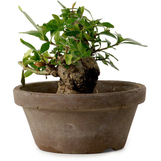 Gardenia jasminoides, 9 cm, ± 10 anni, con nebari di 4,5 cm