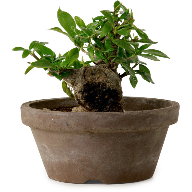 Gardenia jasminoides, 9 cm, ± 10 anni, con nebari di 4,5 cm