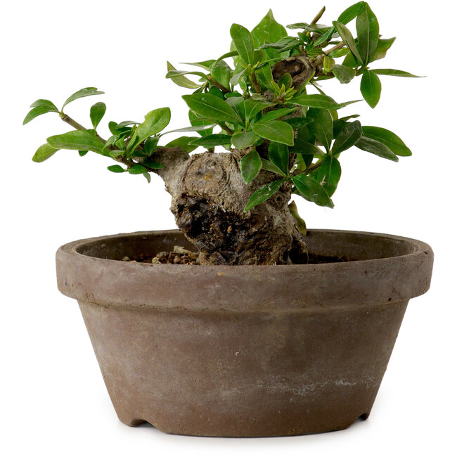 Gardenia jasminoides, 9 cm, ± 10 jaar oud, met een nebari van 4,5 cm