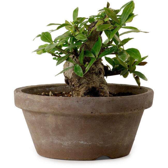 Gardenia jasminoides, 9 cm, ± 10 jaar oud, met een nebari van 4,5 cm