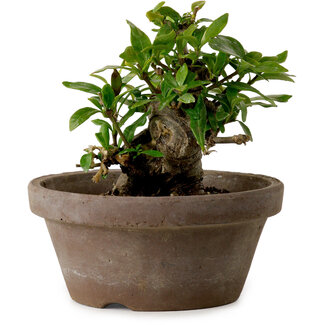 Gardenie (Gardenia jasminoides), 9 cm, ca. 10 Jahre alt