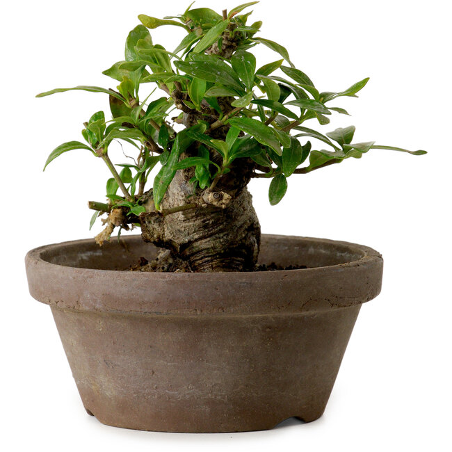 Gardenia jasminoides, 9 cm, ± 10 ans, avec un nebari de 4,5 cm