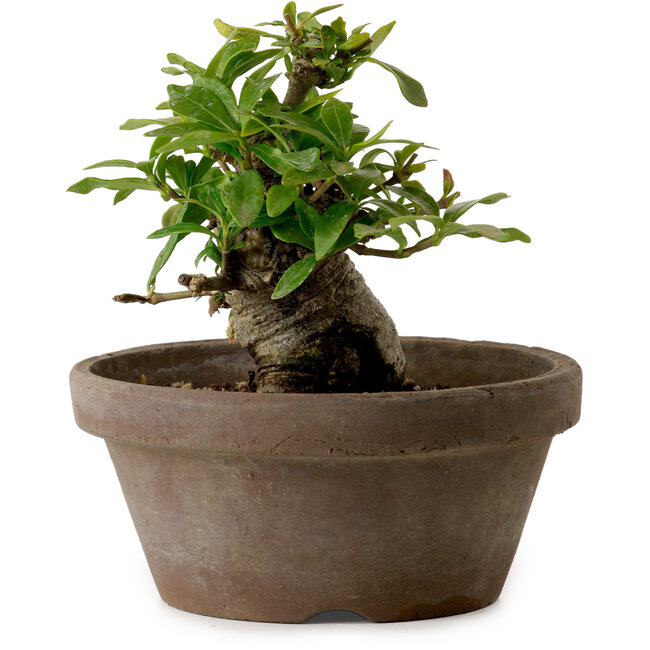 Gardenia jasminoides, 9 cm, ± 10 anni, con nebari di 4,5 cm