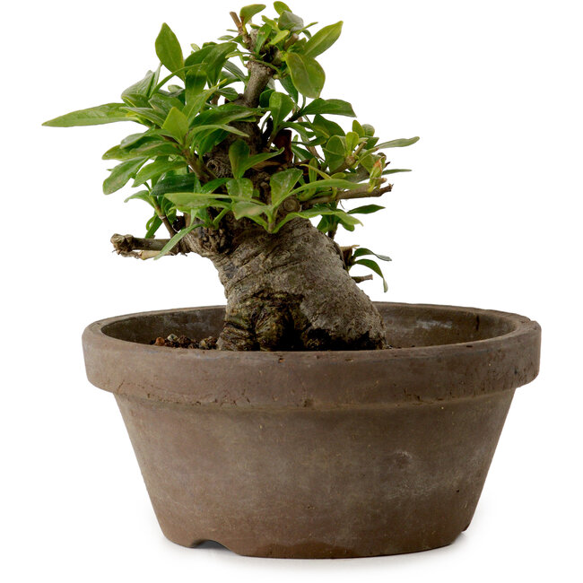 Gardenia jasminoides, 9 cm, ± 10 anni, con nebari di 4,5 cm