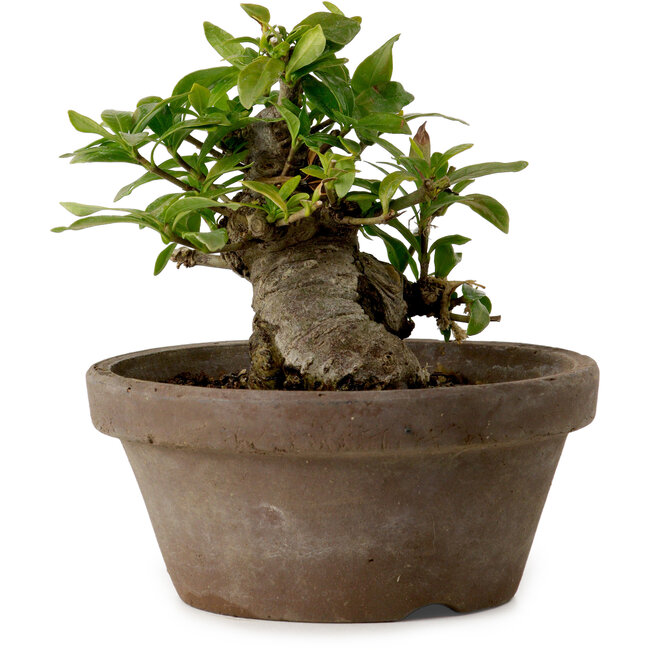 Gardenia jasminoides, 9 cm, ± 10 jaar oud, met een nebari van 4,5 cm