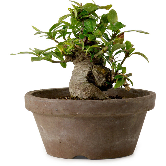 Gardenia jasminoides, 9 cm, ± 10 ans, avec un nebari de 4,5 cm