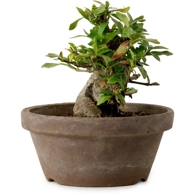 Gardenia jasminoides, 9 cm, ± 10 anni, con nebari di 4,5 cm