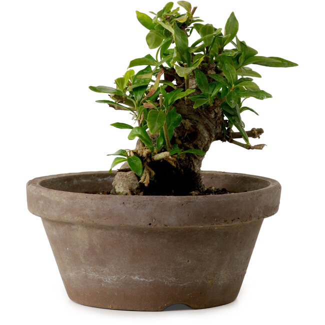 Gardenia jasminoides, 9 cm, ± 10 años de edad, con un nebari de 4,5 cm.