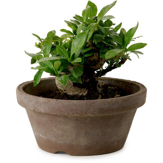 Gardenia jasminoides, 9 cm, ± 10 years old