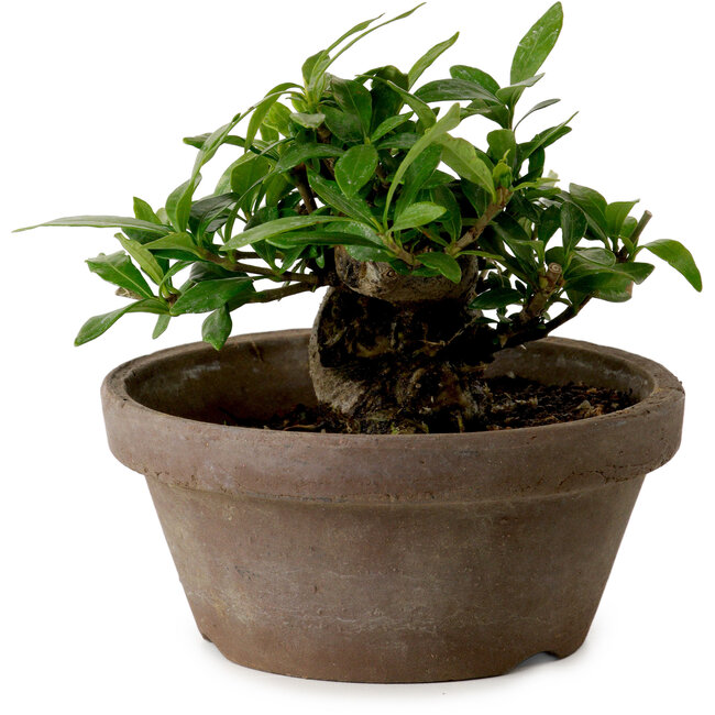 Gardenia jasminoides, 9 cm, ± 10 anni, con nebari di 4,5 cm