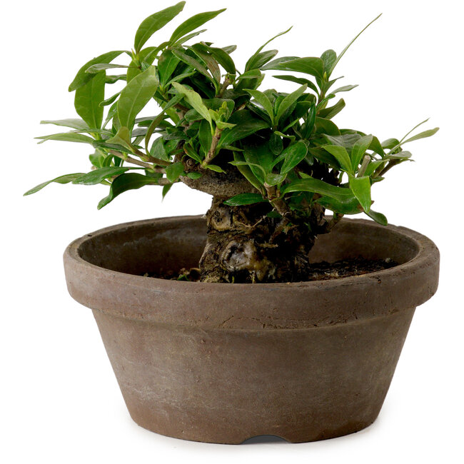 Gardenia jasminoides, 9 cm, ± 10 jaar oud, met een nebari van 4,5 cm