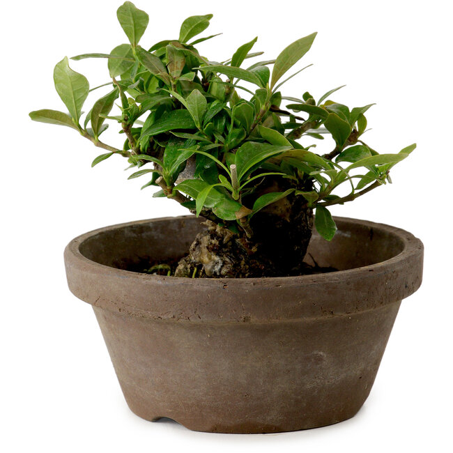 Gardenia jasminoides, 9 cm, ± 10 anni, con nebari di 4,5 cm