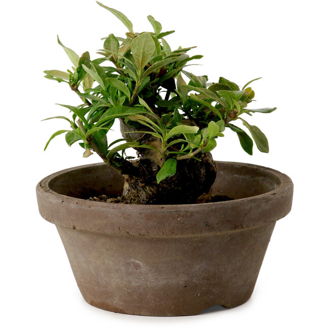 Gardenia jasminoides, 9 cm, ± 10 jaar oud, met een nebari van 4,5 cm